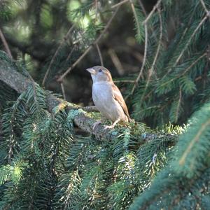 House Sparrow