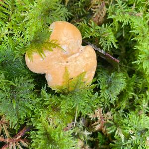 Hedgehog Fungus, Common