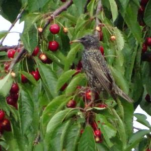 Common Starling