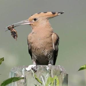 Eurasian Hoopoe