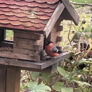 Eurasian Bullfinch