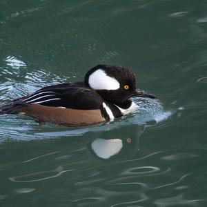 Hooded Merganser