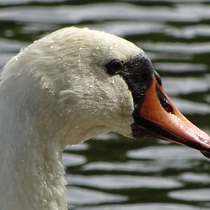 Mute Swan