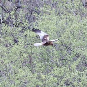 Western Marsh-harrier