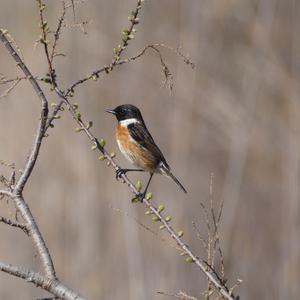 European stonechat