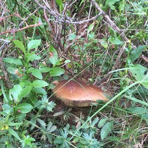 Bay Bolete