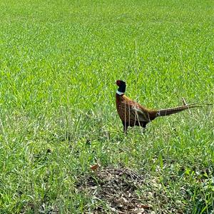 Common Pheasant