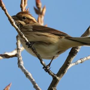 Reed Bunting