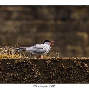 Common Tern