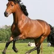 American Quarter Horse