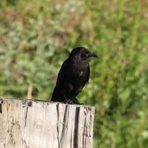 Carrion Crow