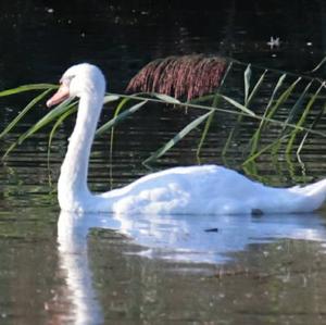 Mute Swan