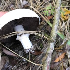 Spring Agaric