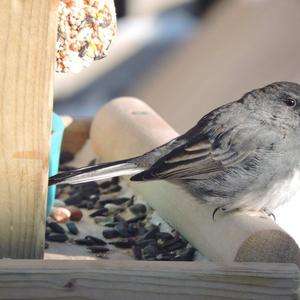 Dark-eyed Junco