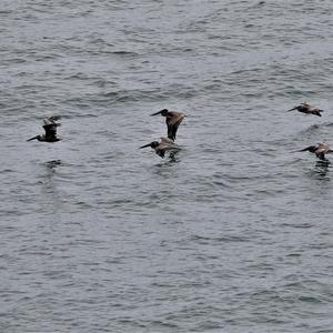 Brown Pelican