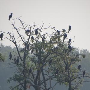 Great Cormorant