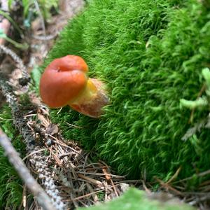 Larch Suillus