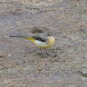 Grey Wagtail