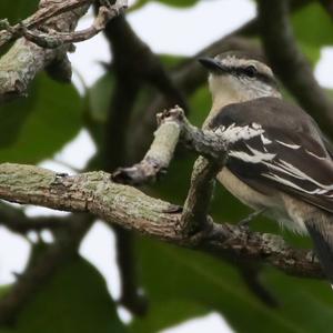 Pied Triller