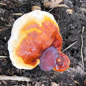 Shining Ganoderma