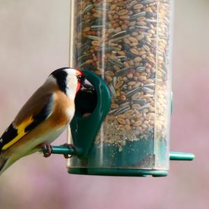 European Goldfinch