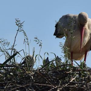 White Stork