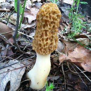 Yellow Morel