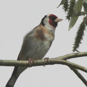 European Goldfinch