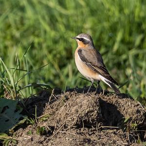 Northern Wheatear