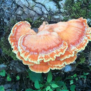 Chicken Mushroom