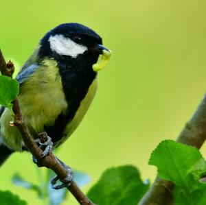 Great Tit