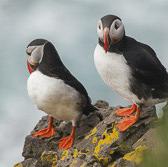 Atlantic Puffin