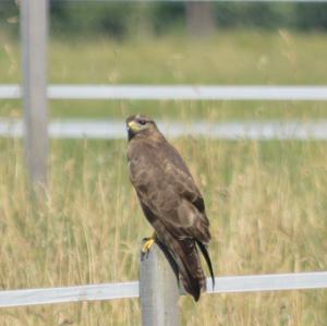 Common Buzzard