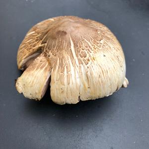 Red-staining Mushroom