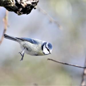 Blue Tit