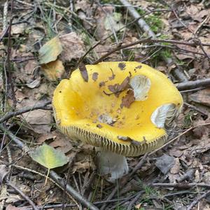 Yellow-ochre Russula