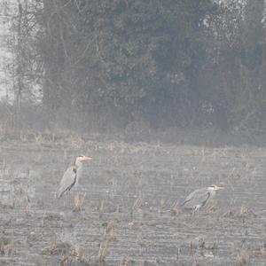 Grey Heron