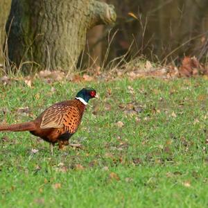 Common Pheasant