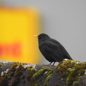 Eurasian Blackbird