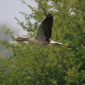 Greylag Goose