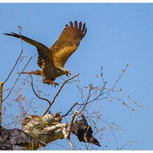 Black Kite