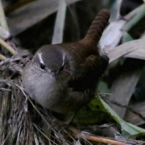 Winter Wren