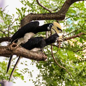 Oriental Pied Hornbill