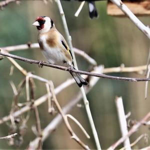 European Goldfinch