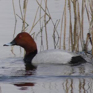 Common Pochard