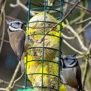 Crested Tit