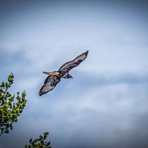 Common Buzzard