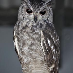 Eastern Screech-owl