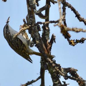 Short-toed Treecreeper