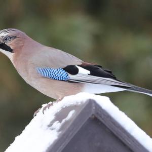 Eurasian Jay